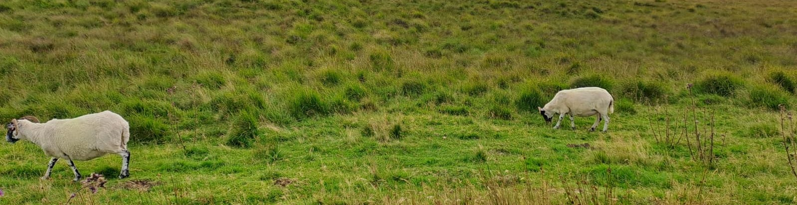 sheep